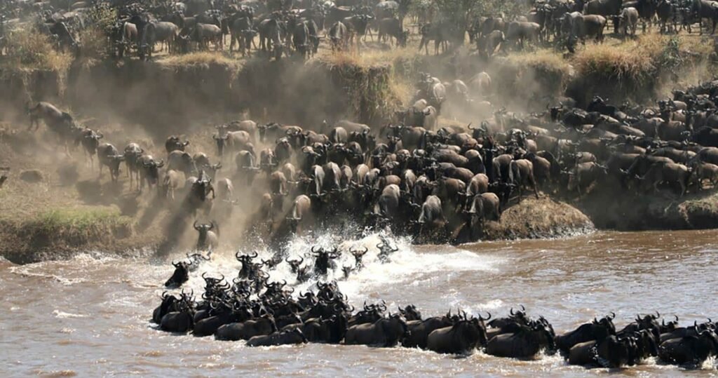Serengeti Wildebeest Migration
